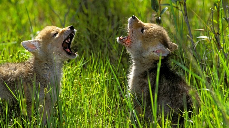 Two Coyote Pups — Green