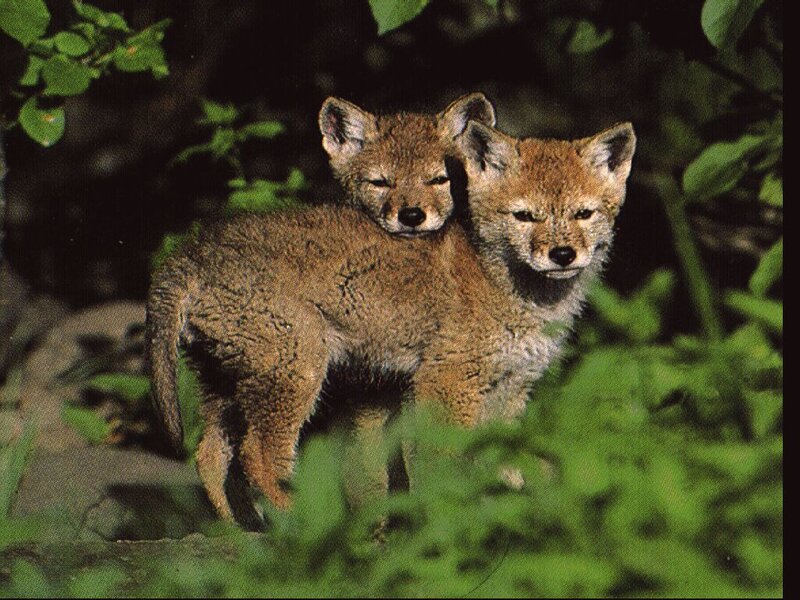 Two coyote pups in foliage