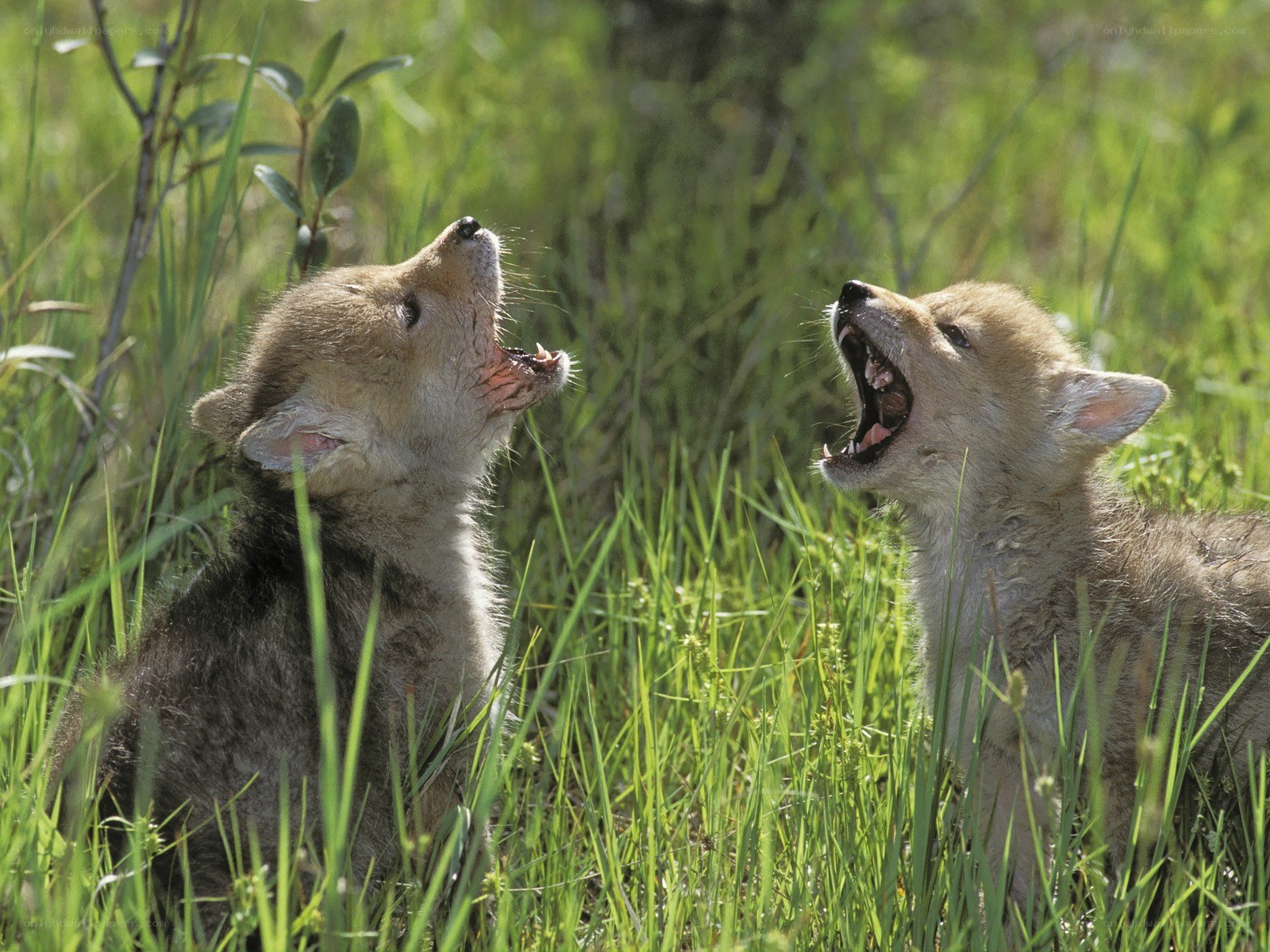 Two coyote pups playing in grass