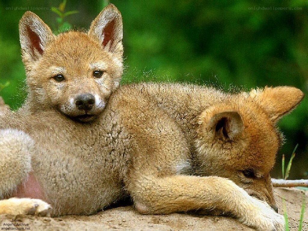 Two coyote pups resting