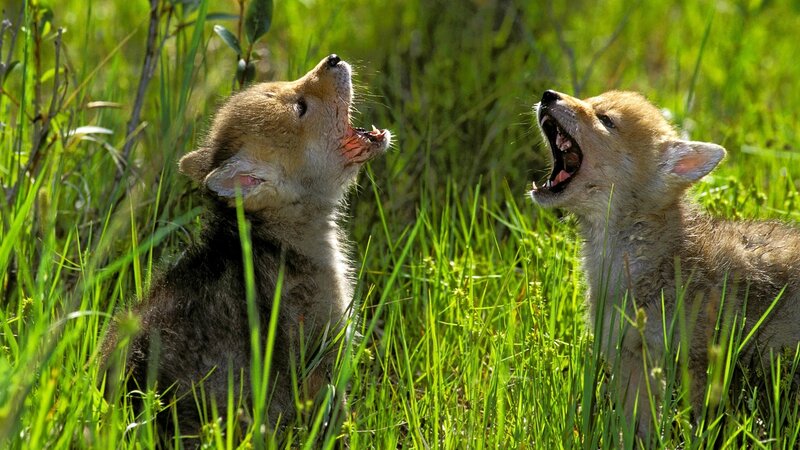 Two Coyote Pups