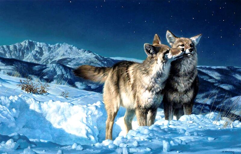 Two Coyotes in Snow — Blue