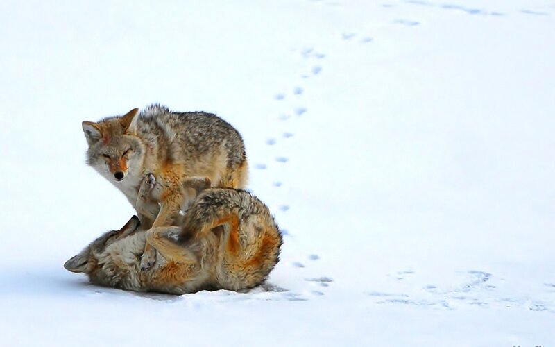 Two Coyotes Playing