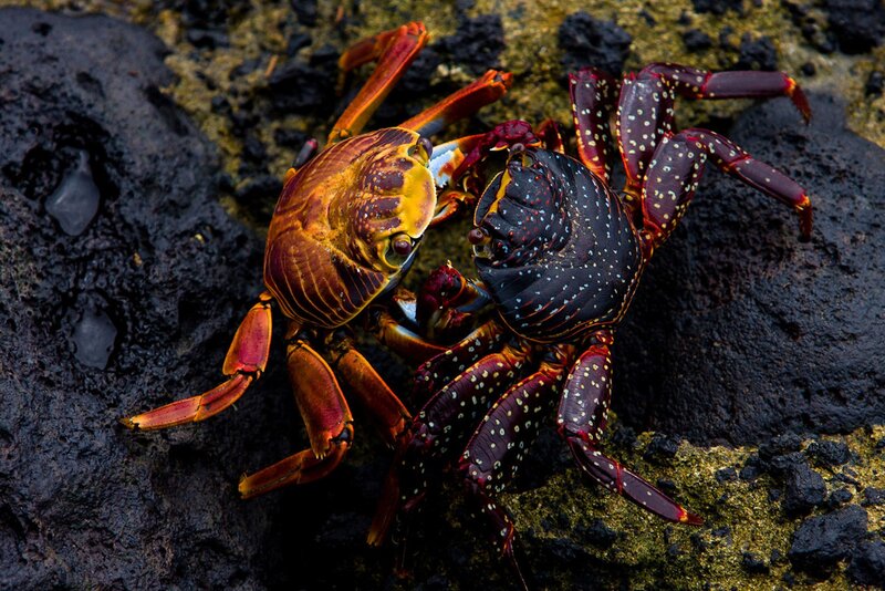 Two Crabs Fighting