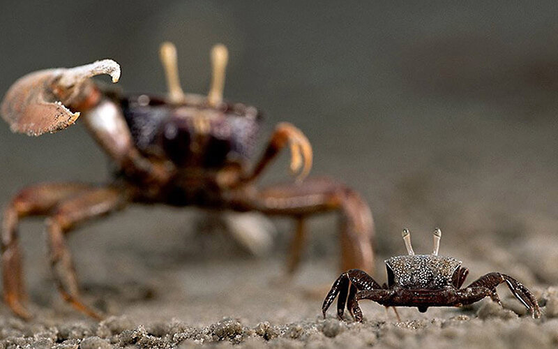 Two crabs on sandy ground