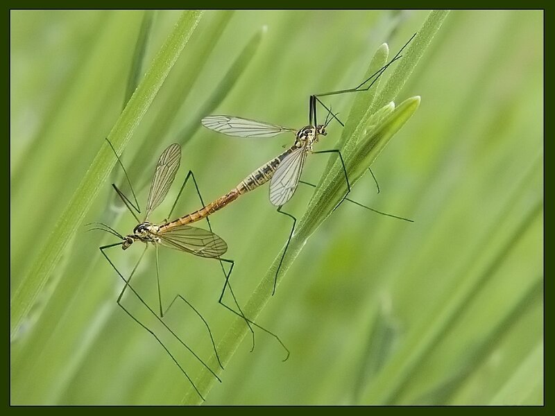 Two crane flies mating