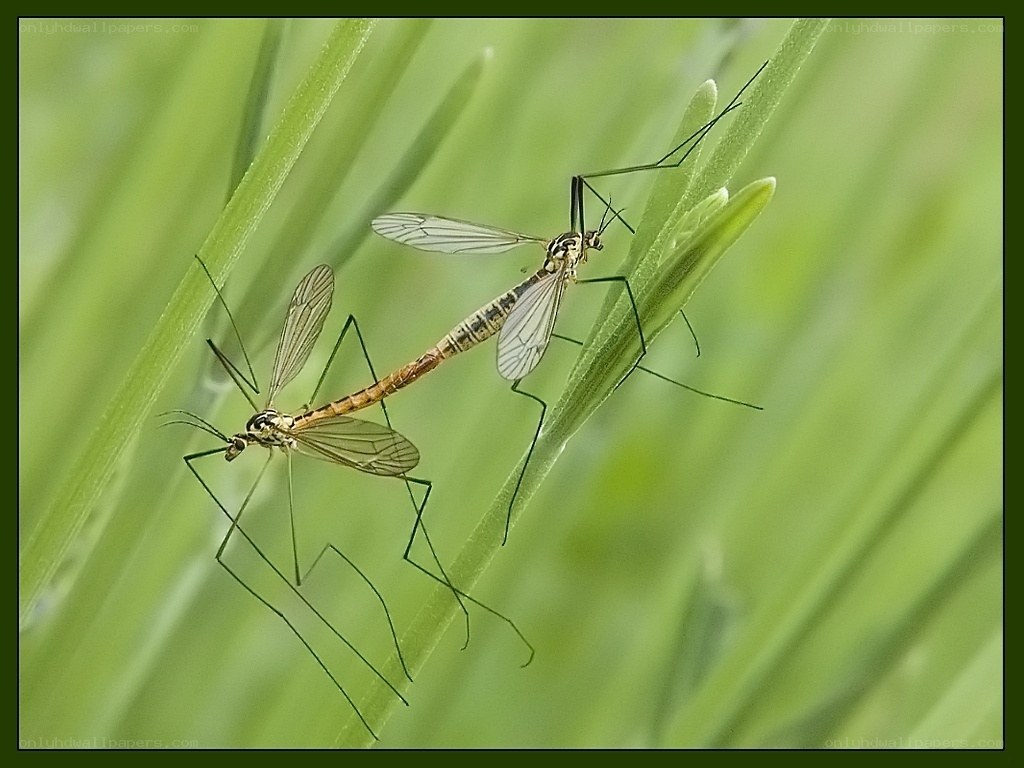 Two crane flies mating