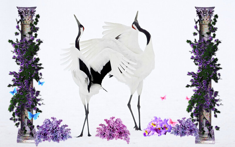 Two Cranes Dancing