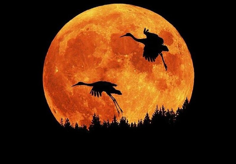 Two Cranes Flying — Orange