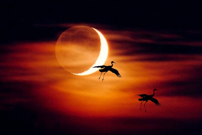 Two Cranes Flying
