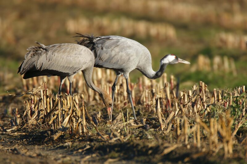 Two cranes foraging in a field