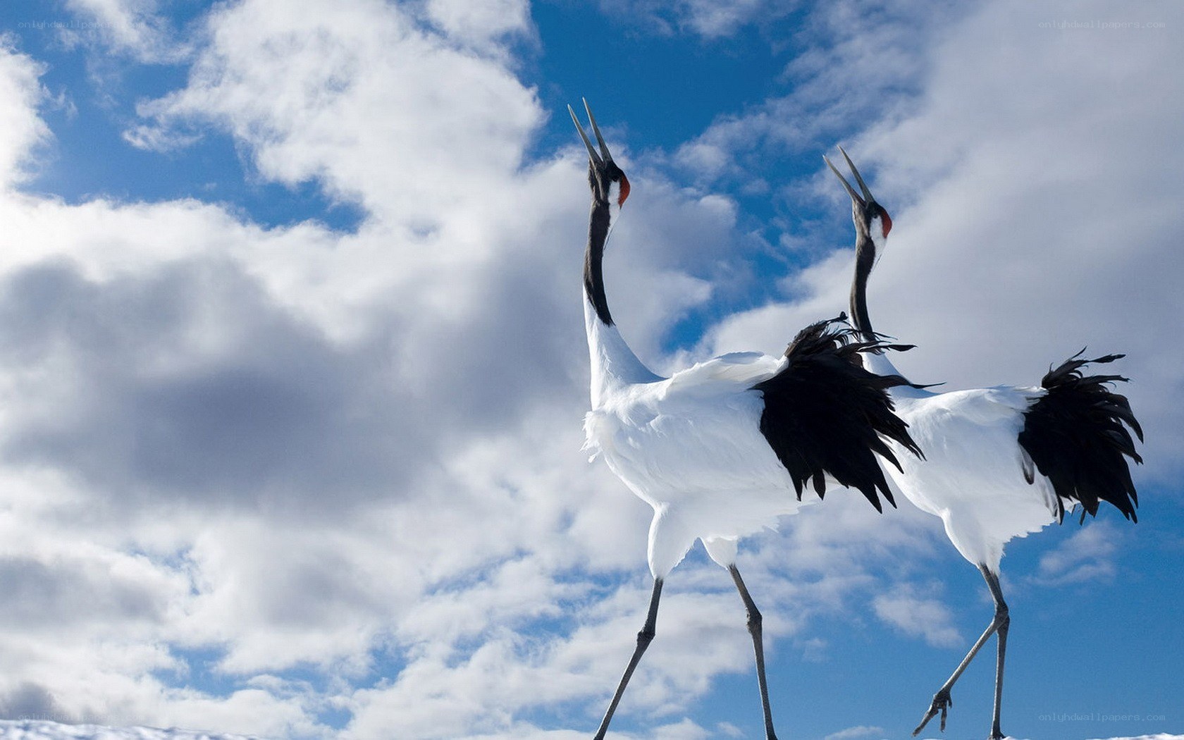 Two cranes in a dance