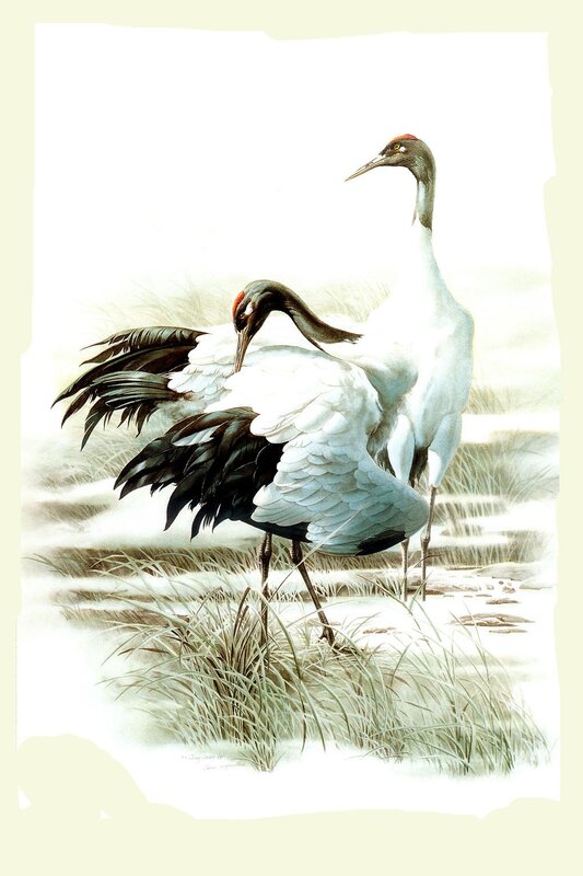 Two cranes in a marsh