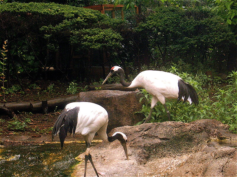 Two Cranes in Enclosure