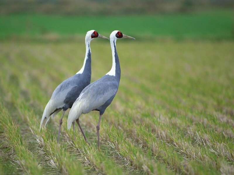 Two Cranes in Field