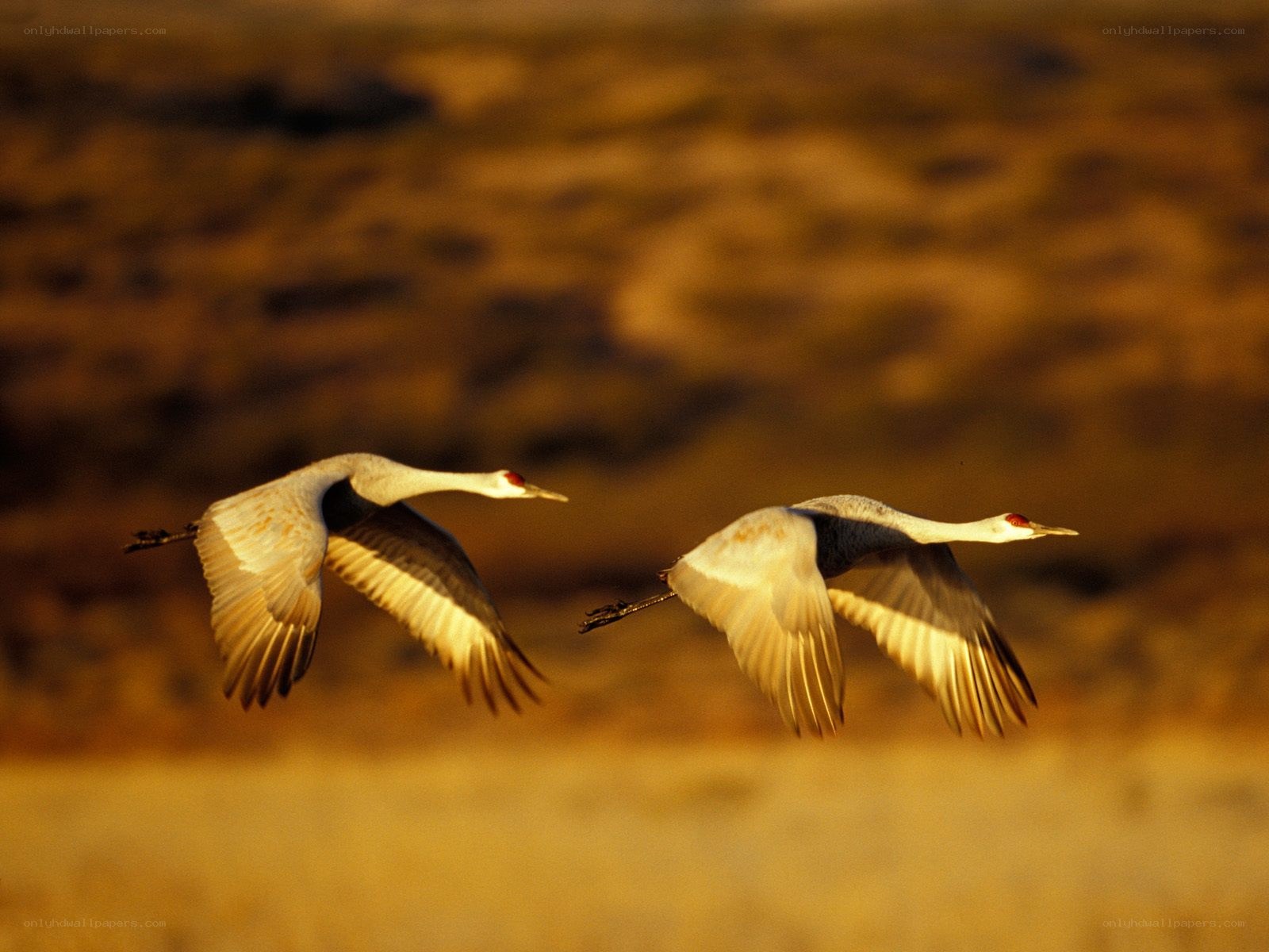 Two cranes in flight at sunset