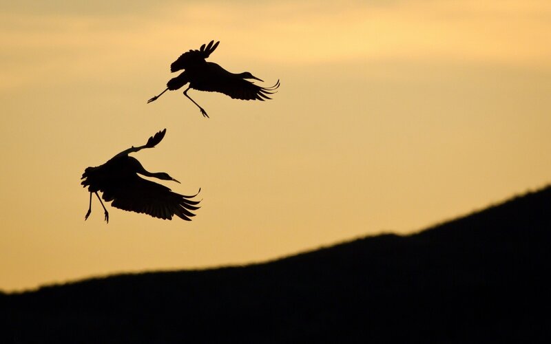 Two cranes in flight at sunset