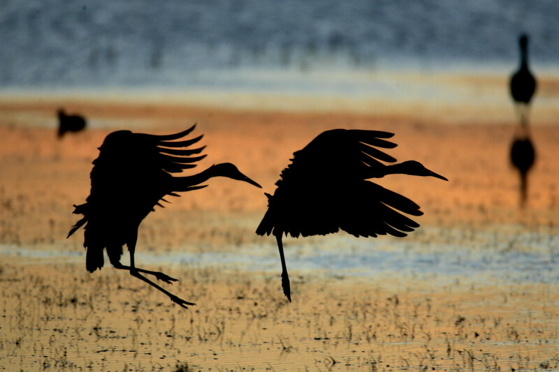 Two Cranes in Flight — Black