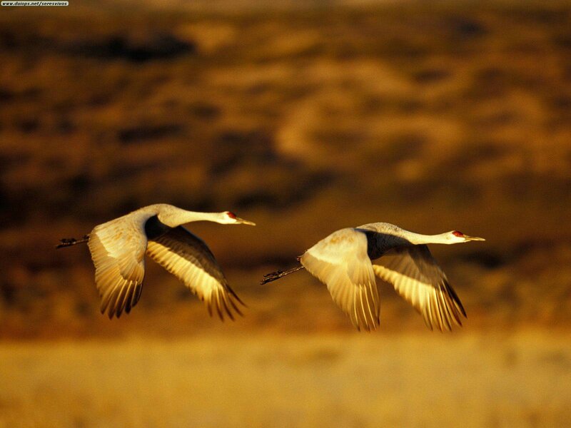 Two Cranes in Flight — Brown
