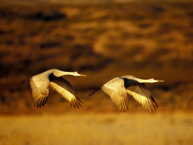 Two Cranes in Flight — Gold