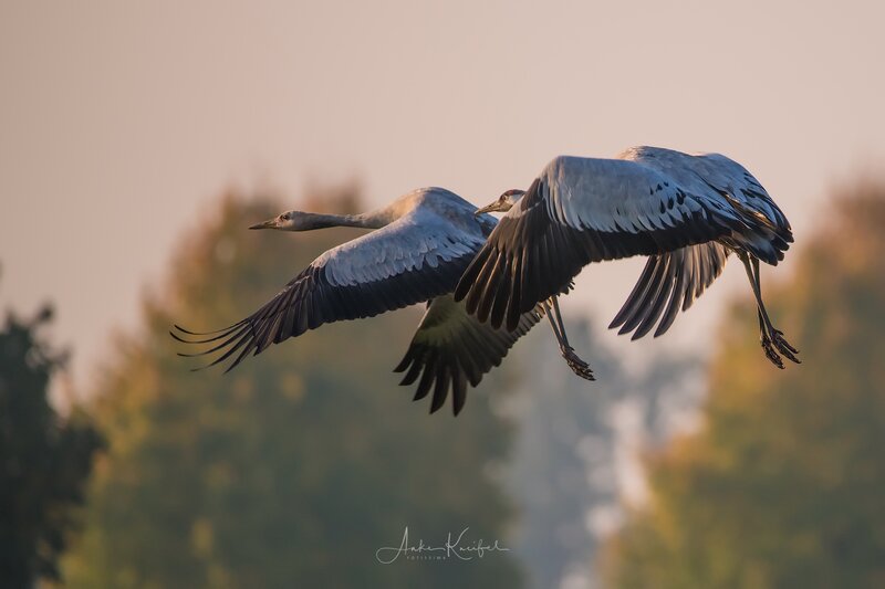 Two Cranes in Flight — Gray