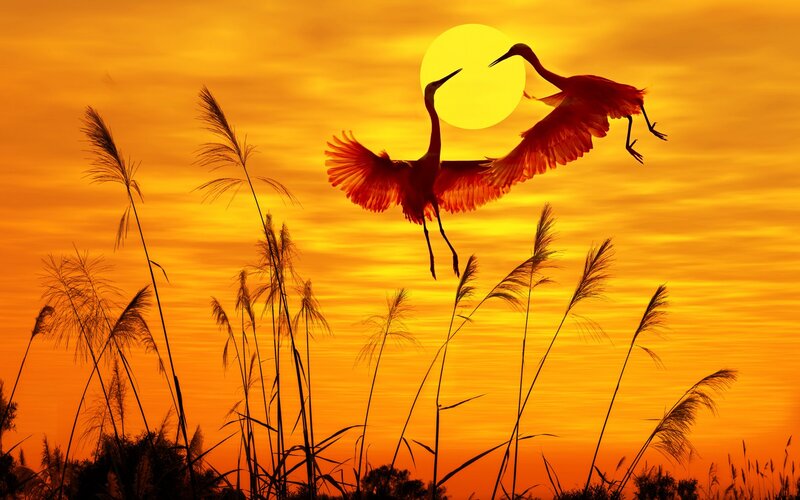 Two Cranes in Flight — Orange, Dramatic