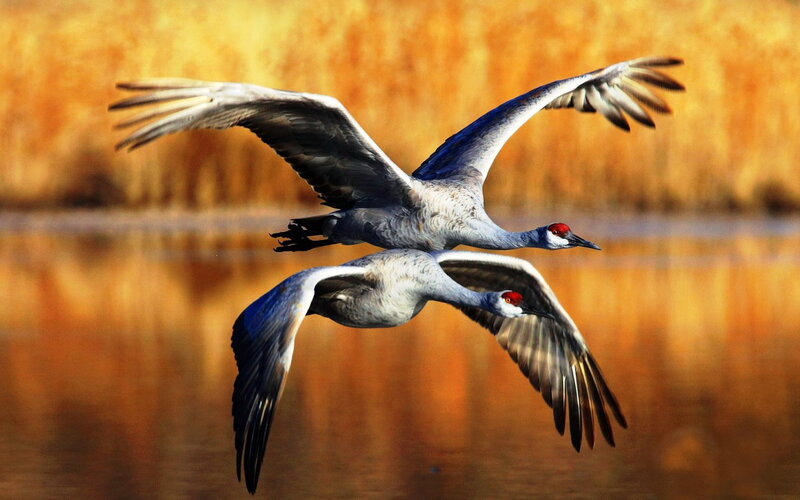 Two Cranes in Flight — Orange, Serene