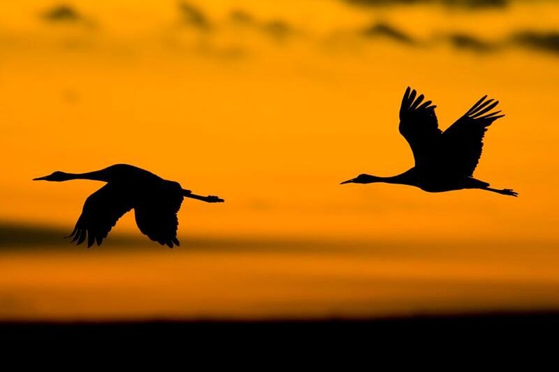 Two Cranes in Flight — Orange