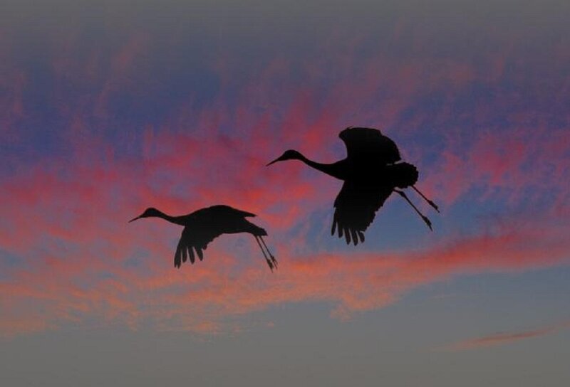 Two Cranes in Flight — Pink