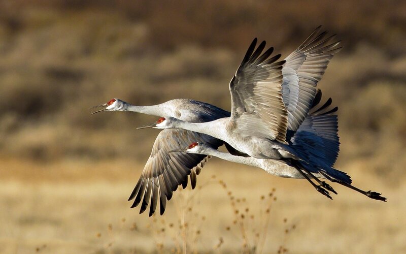 Two cranes in flight