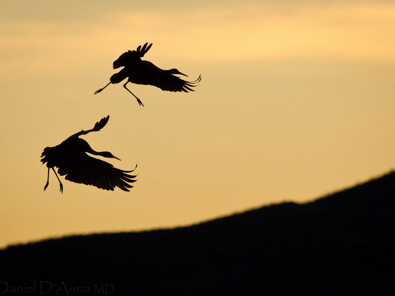Two Cranes in Flight — Yellow