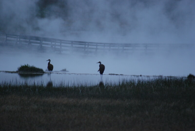 Two Cranes in Marsh