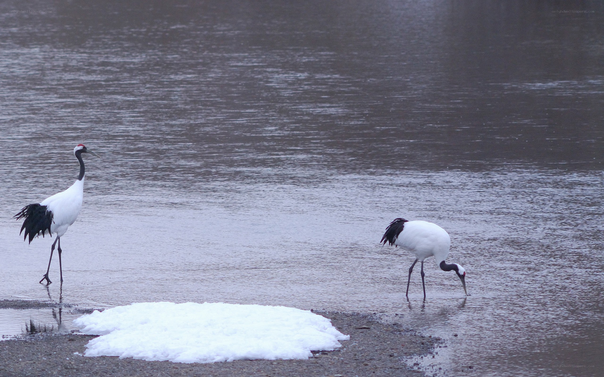Two cranes in shallow water