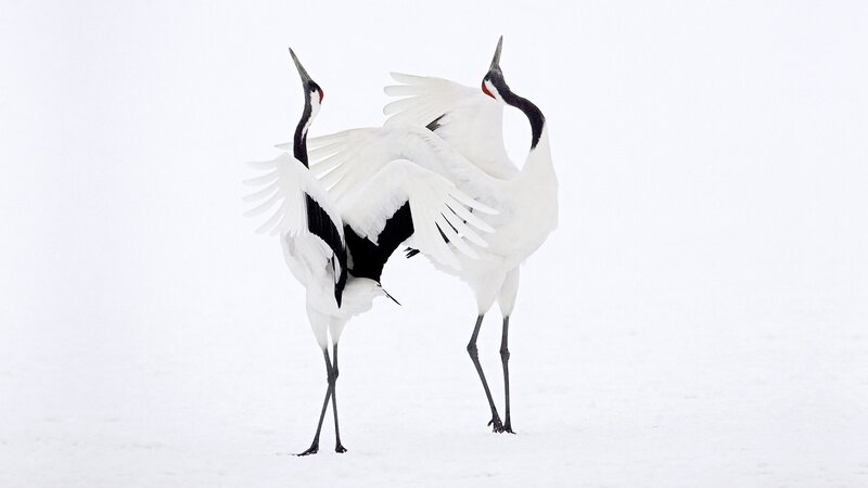 Two cranes in snow
