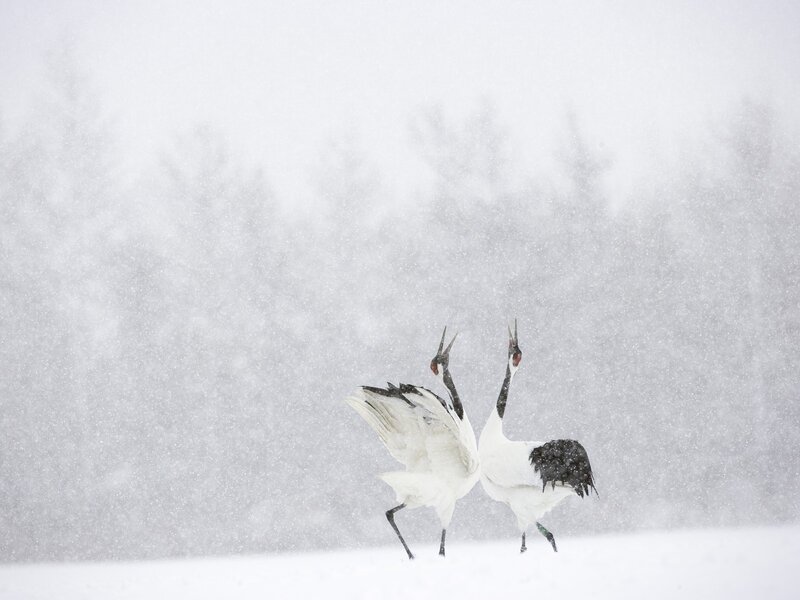 Two Cranes in Snow — White, Cold
