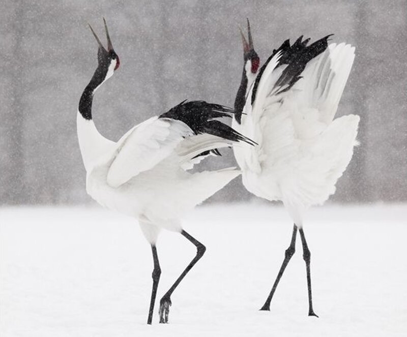 Two Cranes in Snow — White, Dramatic, Winter