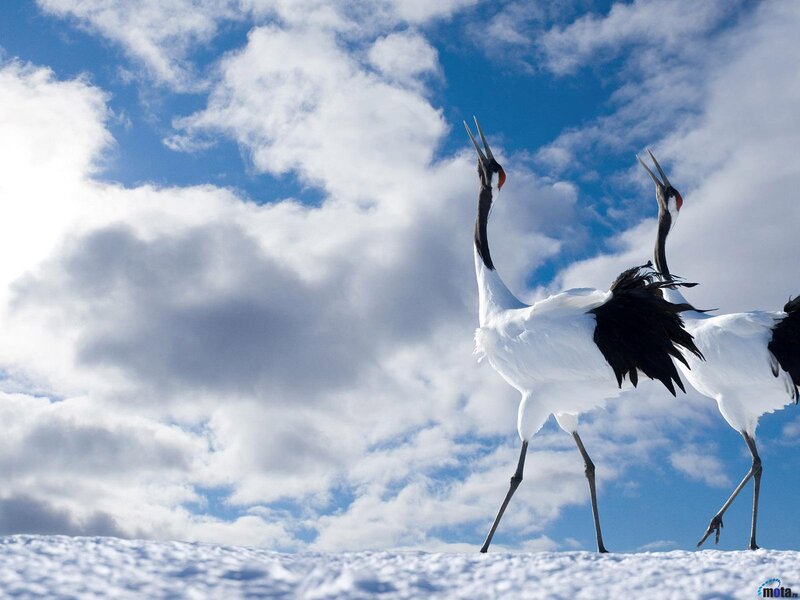 Two Cranes in Snow — White, Serene