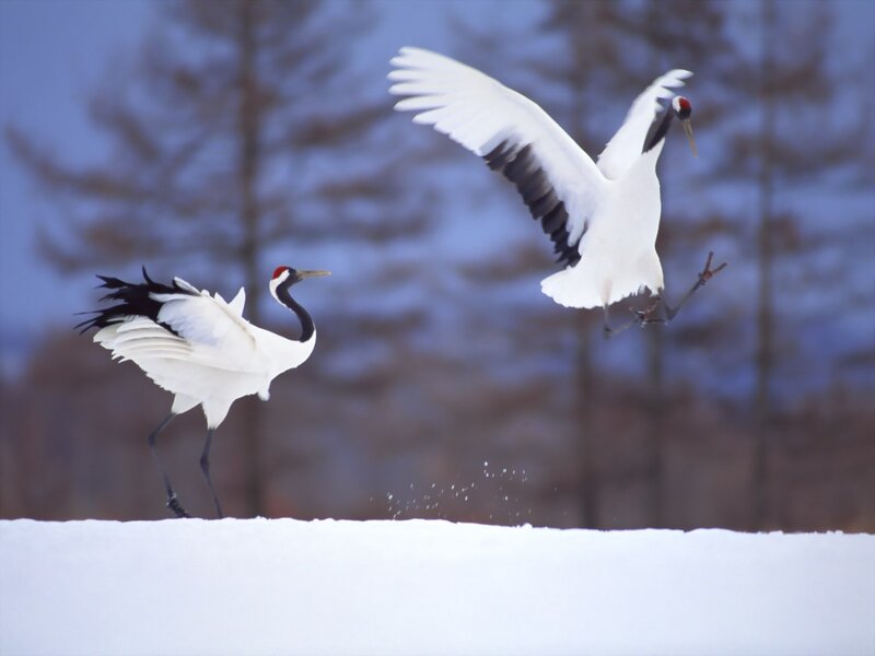 Two Cranes in Snow — White, Serene, Winter, Photograph