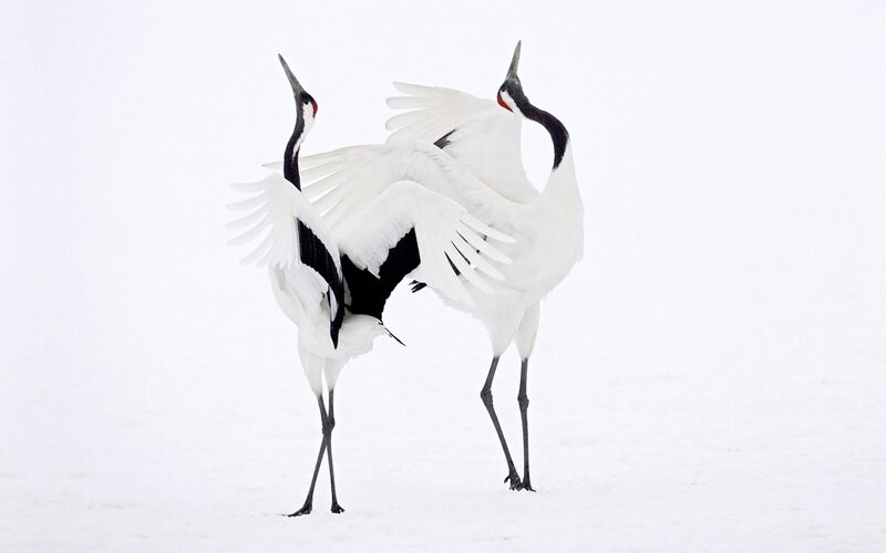 Two Cranes in Snow — White, Serene, Winter