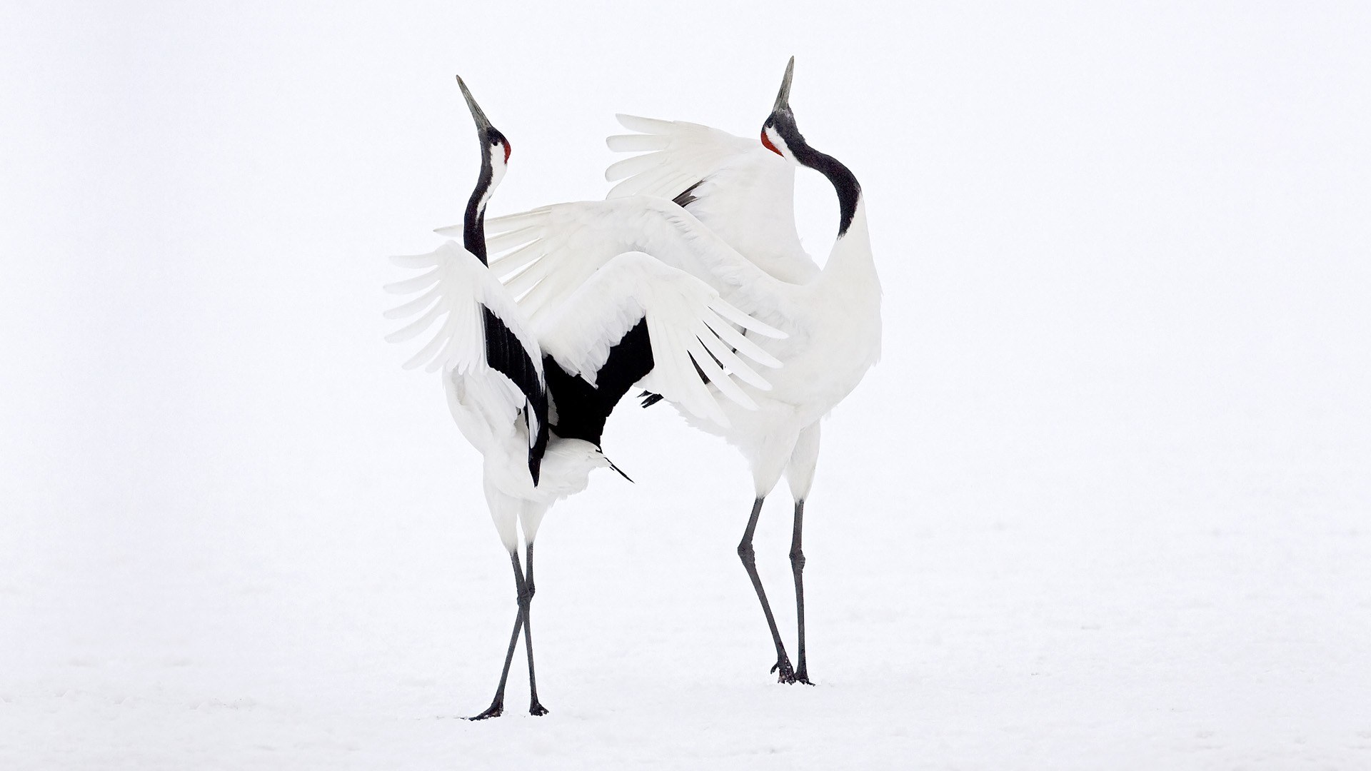 Two cranes in snow