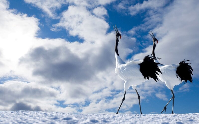 Two cranes in the snow