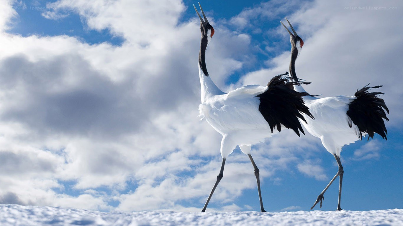 Two cranes in the snow