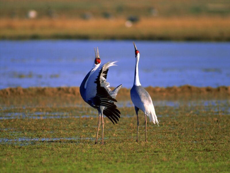Two Cranes in Wetland — Green