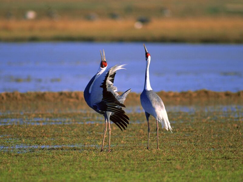 Two Cranes in Wetland