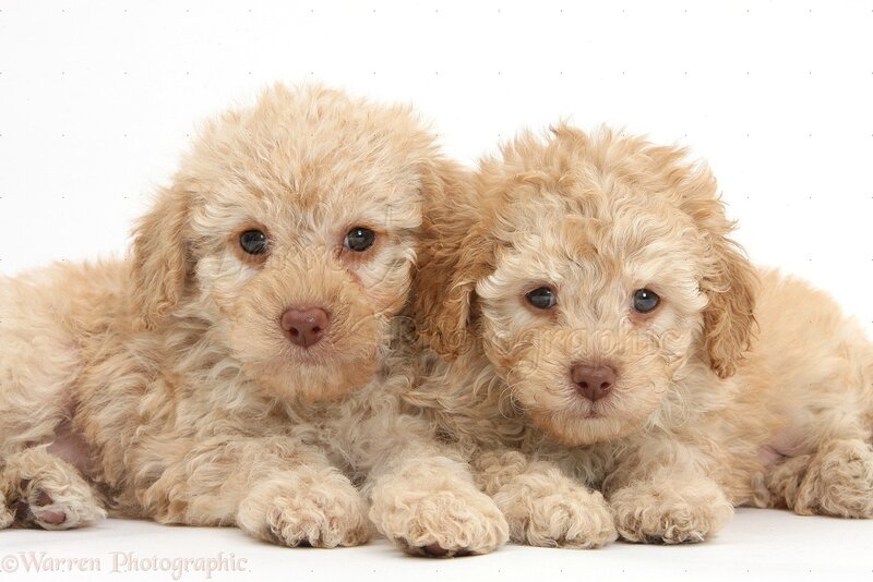 Two Cream-colored Puppies — Cream, Calm, Photograph