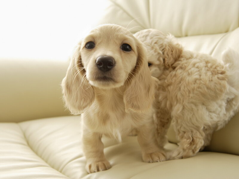 Two Cream-colored Puppies — Cream, Calm