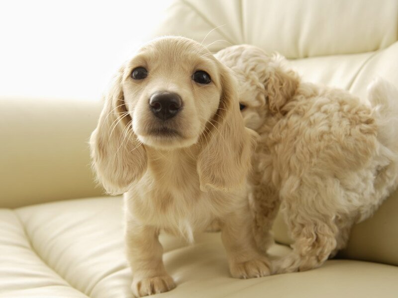 Two Cream-colored Puppies