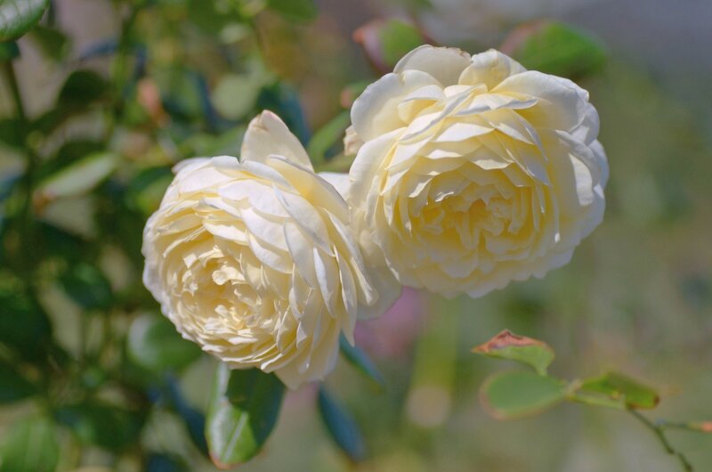 Two Cream-colored Roses — Cream, Serene
