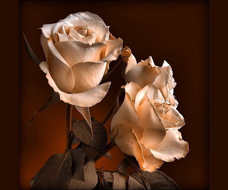 Two Cream-colored Roses — Cream