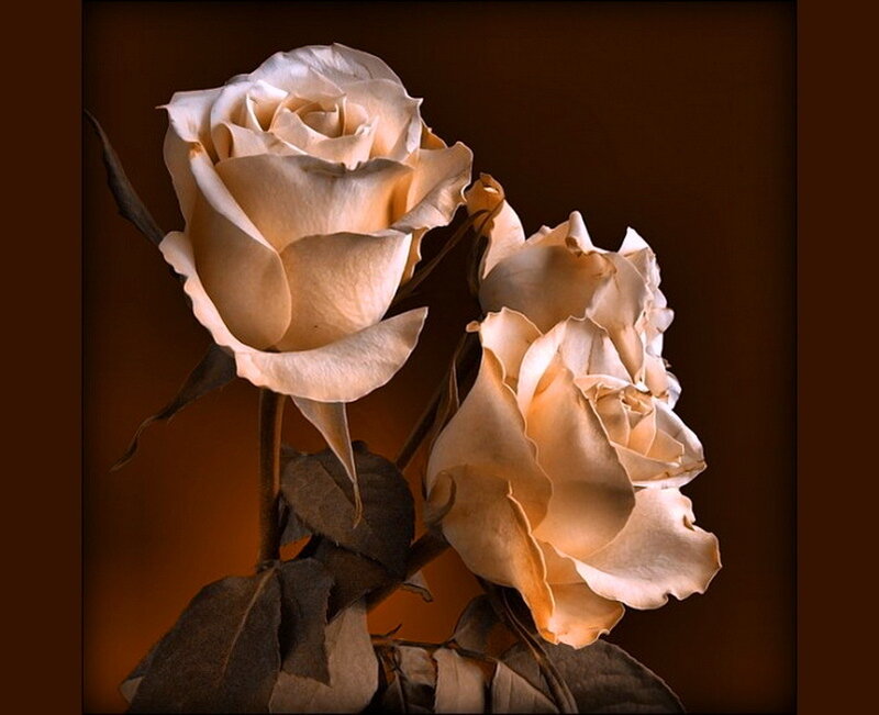 Two Cream-colored Roses